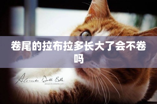 卷尾的拉布拉多長大了會不卷嗎