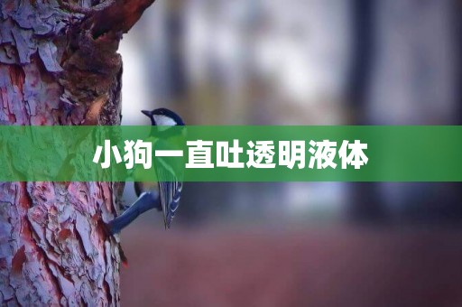 小狗一直吐透明液體