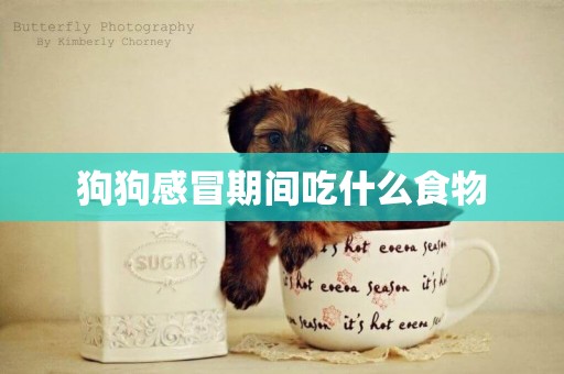 狗狗感冒期間吃什么食物