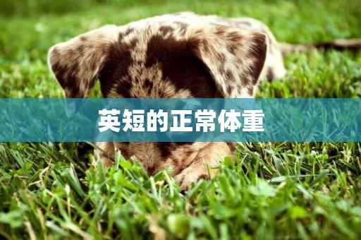 英短的正常體重