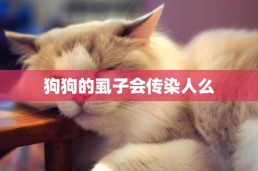 狗狗的虱子會傳染人么