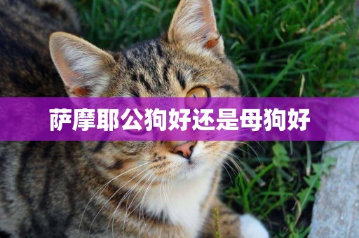 薩摩耶公狗好還是母狗好