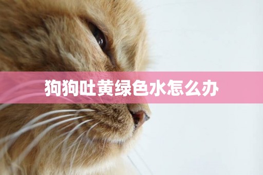 狗狗吐黃綠色水怎么辦