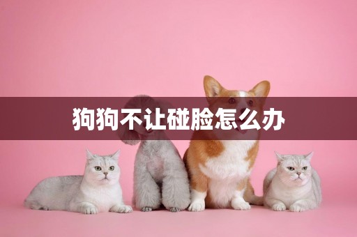 狗狗不讓碰臉怎么辦