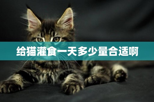給貓灌食一天多少量合適啊