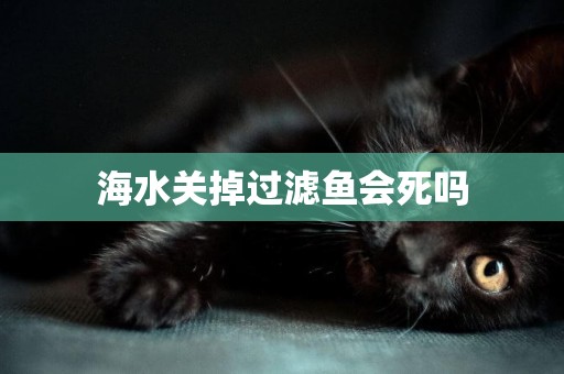 海水關掉過濾魚會死嗎