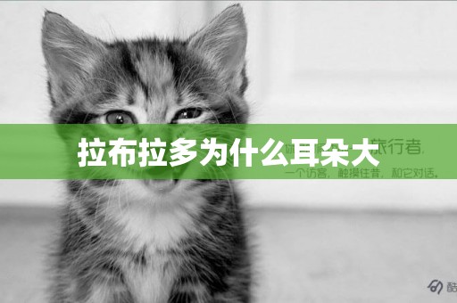 拉布拉多為什么耳朵大