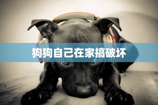狗狗自己在家搞破壞