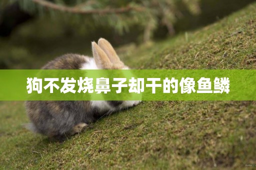狗不發燒鼻子卻干的像魚鱗