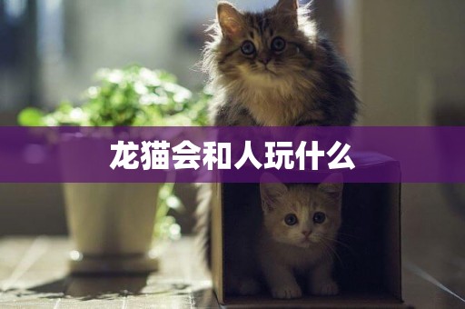 龍貓會和人玩什么