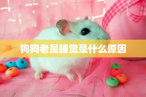 狗狗老是睡覺是什么原因