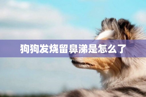狗狗發燒留鼻涕是怎么了