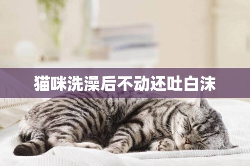 貓咪洗澡后不動還吐白沫