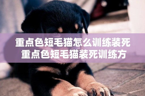 重點色短毛貓怎么訓練裝死 重點色短毛貓裝死訓練方法