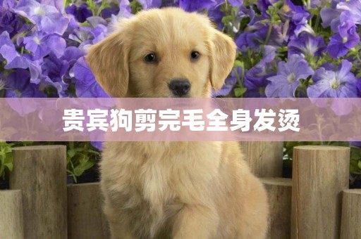 貴賓狗剪完毛全身發燙