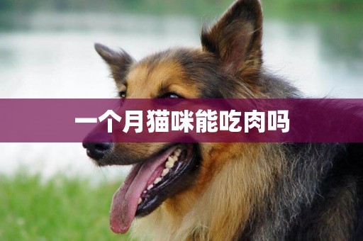 一個月貓咪能吃肉嗎