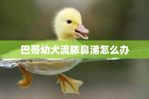 巴哥幼犬流膿鼻涕怎么辦