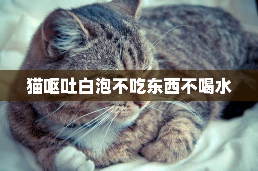 貓嘔吐白泡不吃東西不喝水
