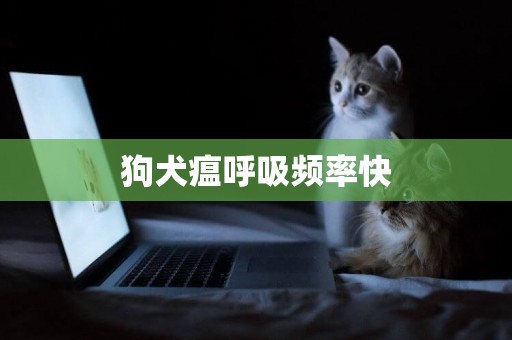 狗犬瘟呼吸頻率快