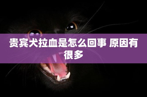 貴賓犬拉血是怎么回事 原因有很多