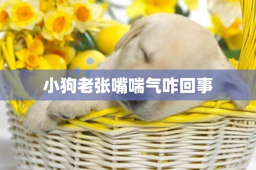 小狗老張嘴喘氣咋回事