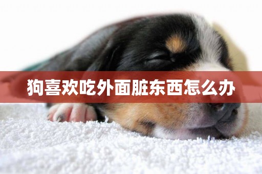 狗喜歡吃外面臟東西怎么辦