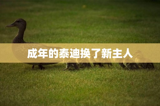 成年的泰迪換了新主人
