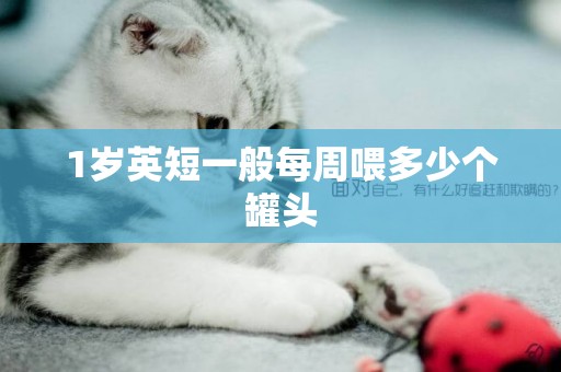 1歲英短一般每周喂多少個罐頭