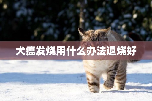 犬瘟發燒用什么辦法退燒好