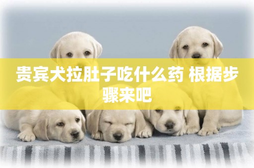 貴賓犬拉肚子吃什么藥 根據步驟來吧