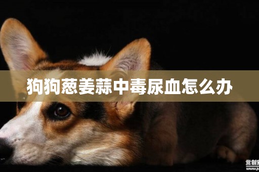 狗狗蔥姜蒜中毒尿血怎么辦