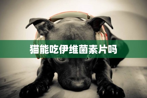 貓能吃伊維菌素片嗎