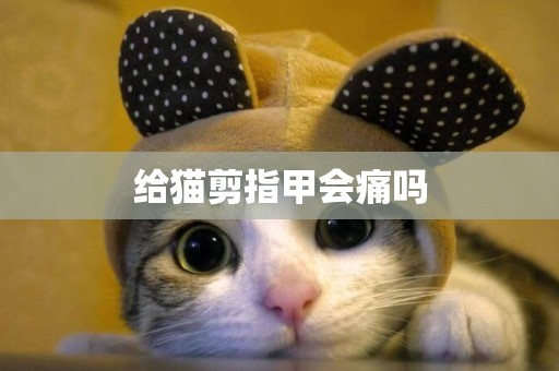 給貓剪指甲會痛嗎