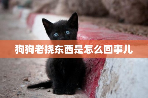 狗狗老撓東西是怎么回事兒