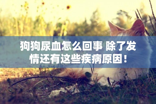 狗狗尿血怎么回事 除了發情還有這些疾病原因！