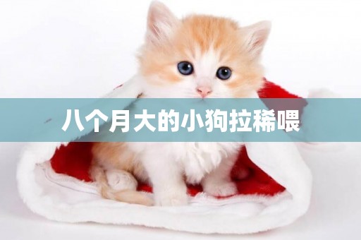 八個月大的小狗拉稀喂