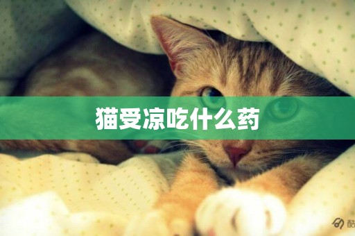 貓受涼吃什么藥