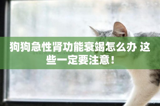 狗狗急性腎功能衰竭怎么辦 這些一定要注意！