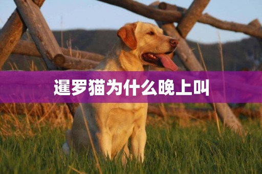 暹羅貓為什么晚上叫