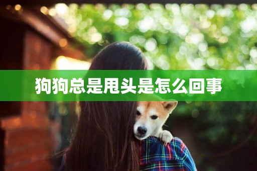 狗狗總是甩頭是怎么回事