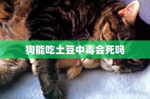 狗能吃土豆中毒會死嗎