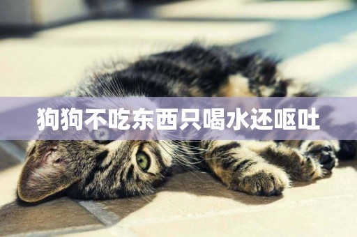 狗狗不吃東西只喝水還嘔吐