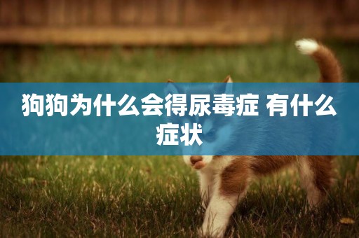 狗狗為什么會得尿毒癥 有什么癥狀