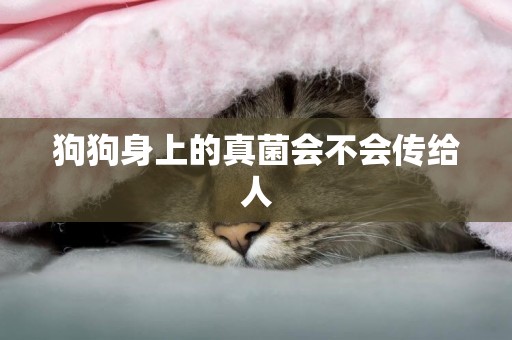 狗狗身上的真菌會不會傳給人
