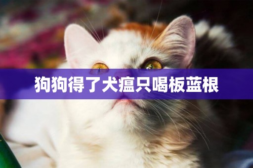 狗狗得了犬瘟只喝板藍根