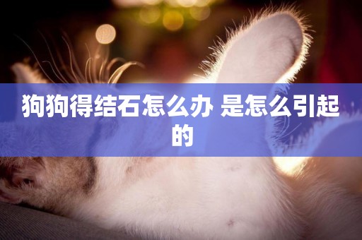 狗狗得結石怎么辦 是怎么引起的