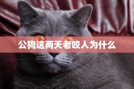 公狗這兩天老咬人為什么