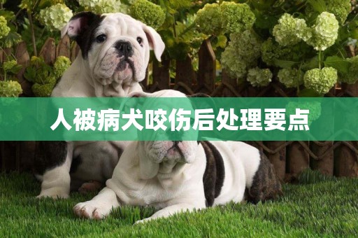 人被病犬咬傷后處理要點