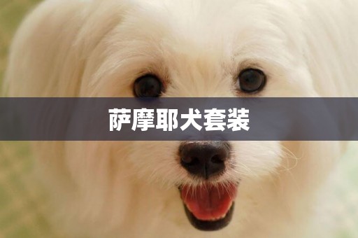 薩摩耶犬套裝