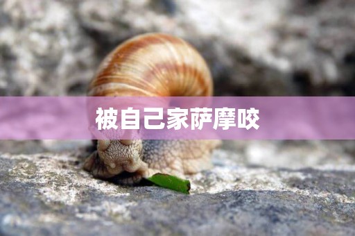 被自己家薩摩咬